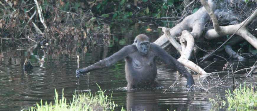 Gorilla wading in water